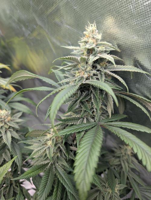 here we go again. Week 8