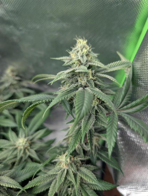 here we go again. Week 8