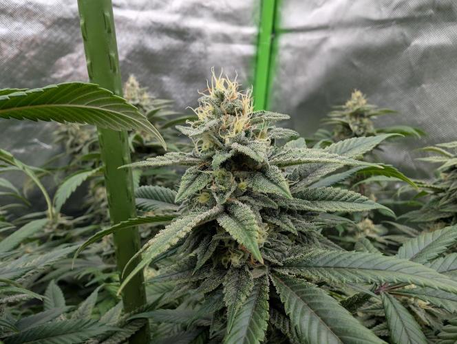 here we go again. Week 8