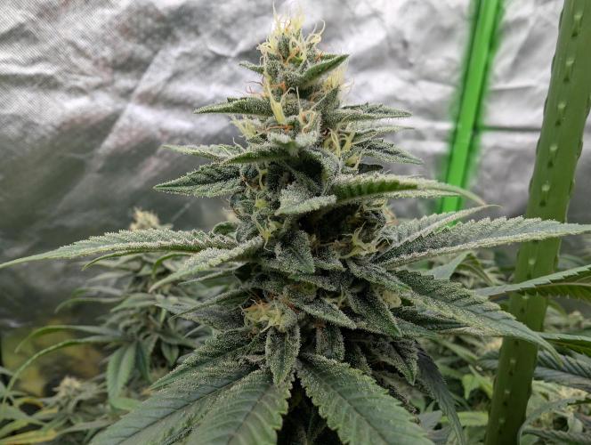 here we go again. Week 8