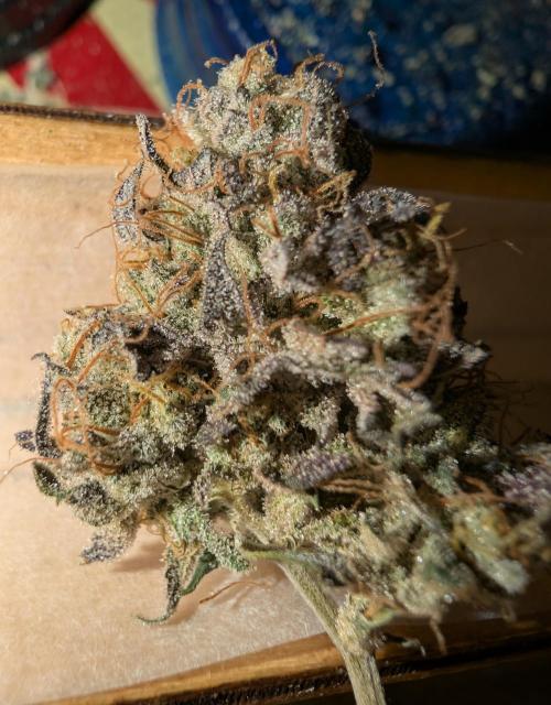 mini pheno hunt - #4. Week 41