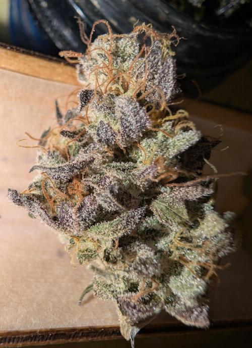 mini pheno hunt - #4. Week 41