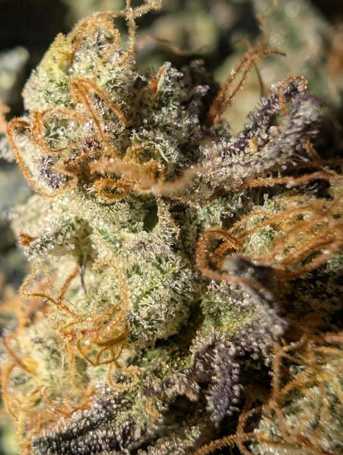 mini pheno hunt - #4. Week 41