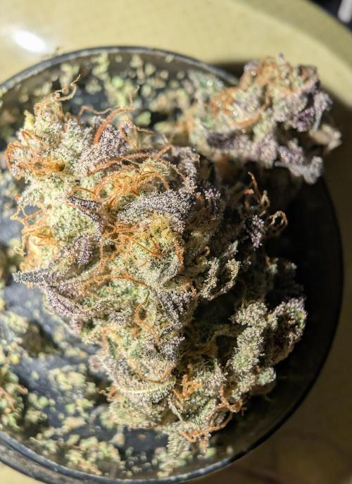 mini pheno hunt - #4. Week 41