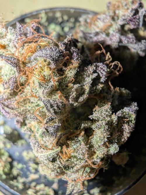 mini pheno hunt - #4. Week 41