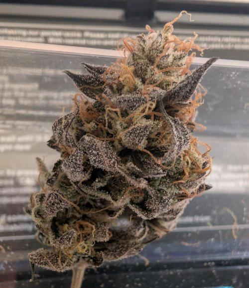 mini pheno hunt - #4. Week 41