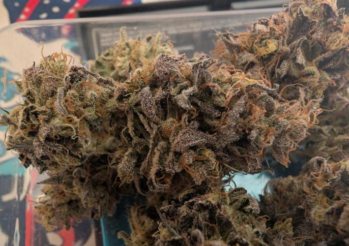 mini pheno hunt - #4. Week 41