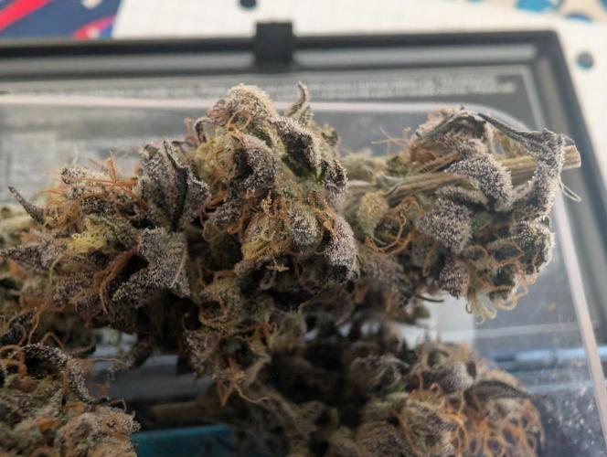 mini pheno hunt - #4. Week 41