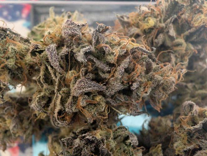 mini pheno hunt - #4. Week 41