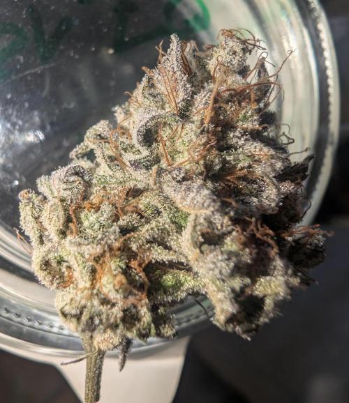 mini pheno hunt - #3. Week 41