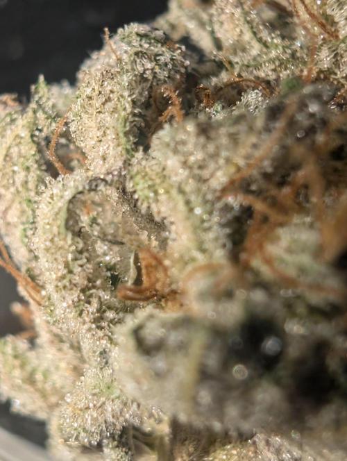 mini pheno hunt - #3. Week 41