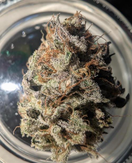 mini pheno hunt - #3. Week 41