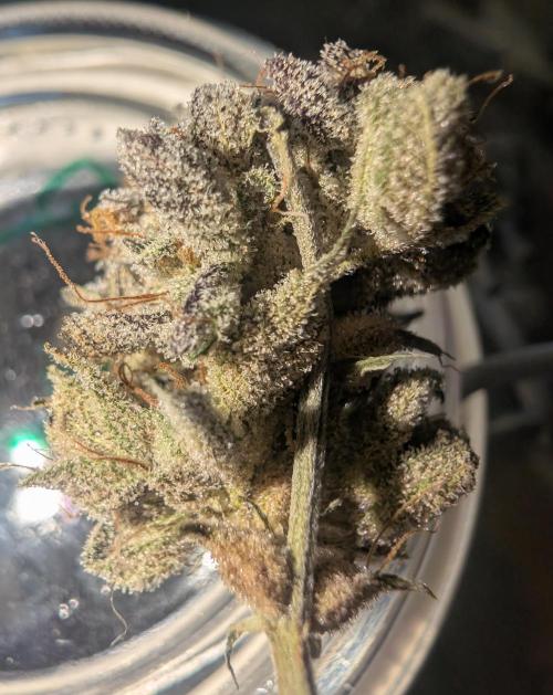 mini pheno hunt - #3. Week 41