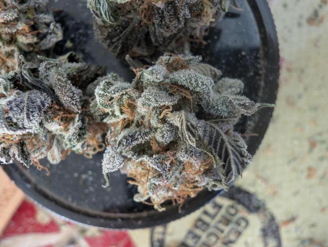 mini pheno hunt - #3. Week 41