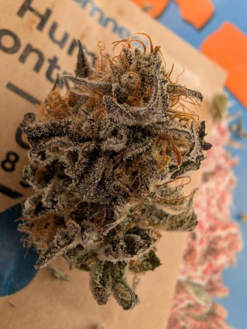 mini pheno hunt - #2. Week 41