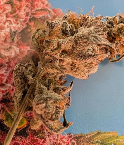 mini pheno hunt - #2. Week 41