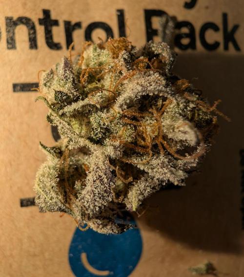 mini pheno hunt - #2. Week 41