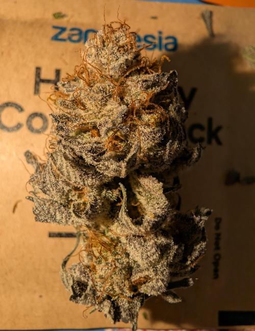 mini pheno hunt - #2. Week 41