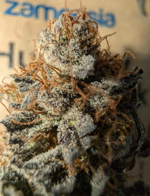 mini pheno hunt - #2. Week 41