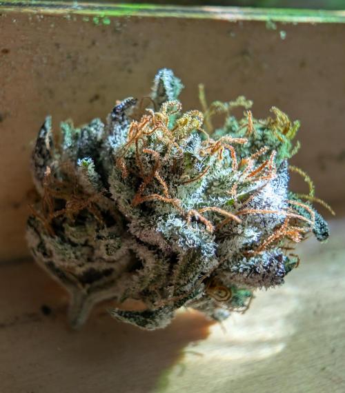 mini pheno hunt - #2. Week 41