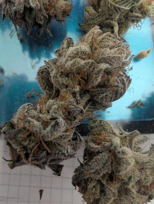 mini pheno hunt - #2. Week 41