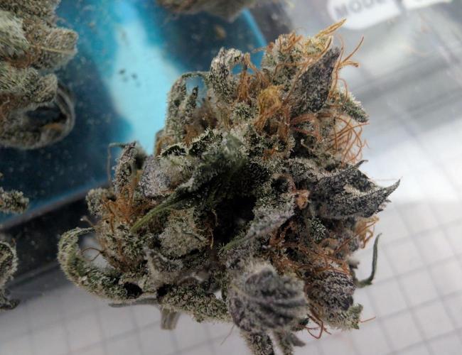 mini pheno hunt - #2. Week 41