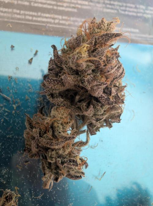 mini pheno hunt - #2. Week 41