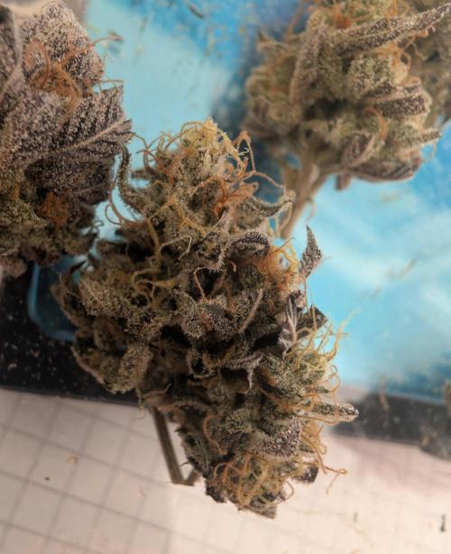 mini pheno hunt - #2. Week 41