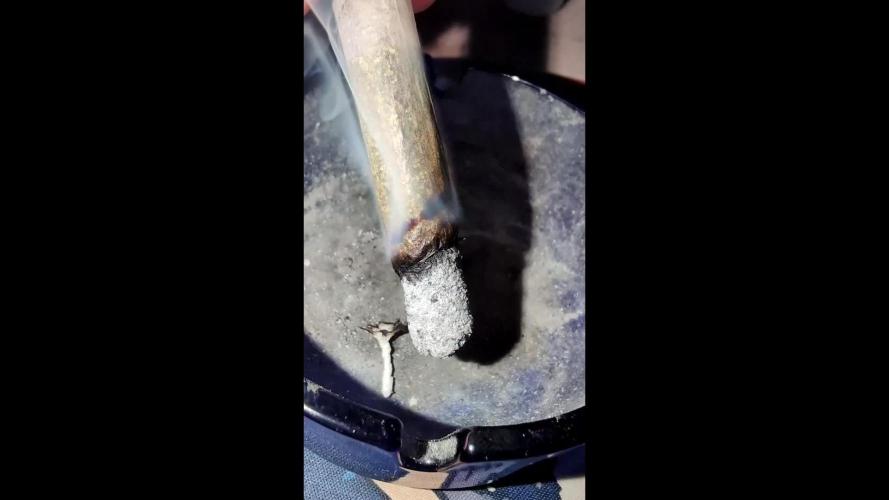 mini pheno hunt - #2