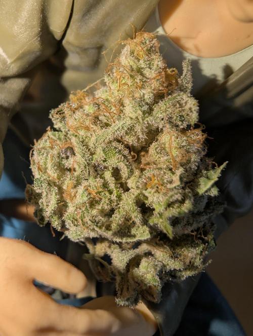 mini pheno hunt - #1. Week 41