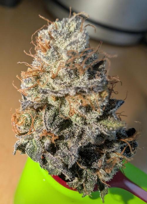 mini pheno hunt - #1. Week 41