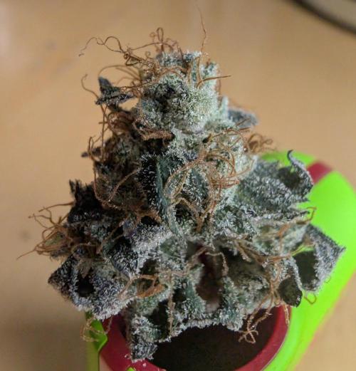 mini pheno hunt - #1. Week 41