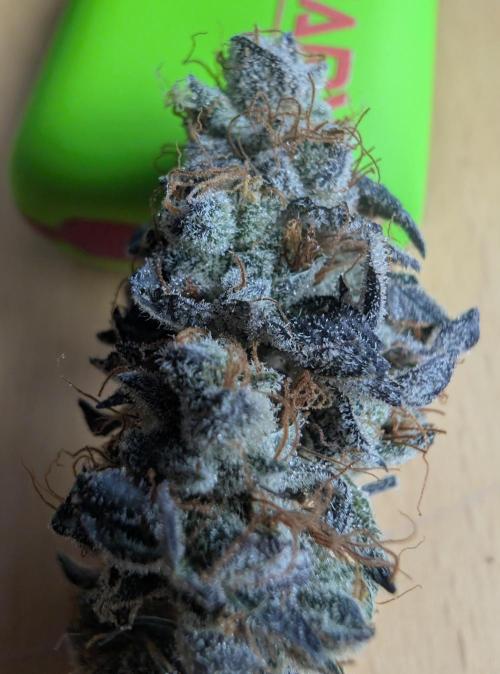 mini pheno hunt - #1. Week 41