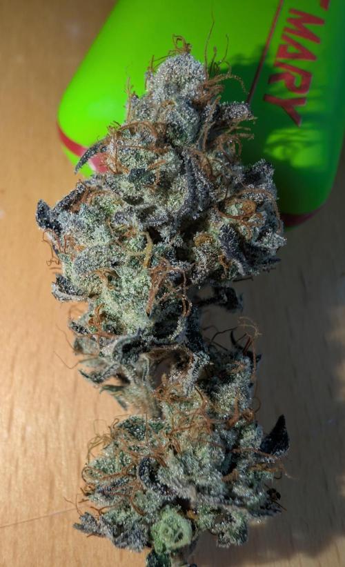 mini pheno hunt - #1. Week 41