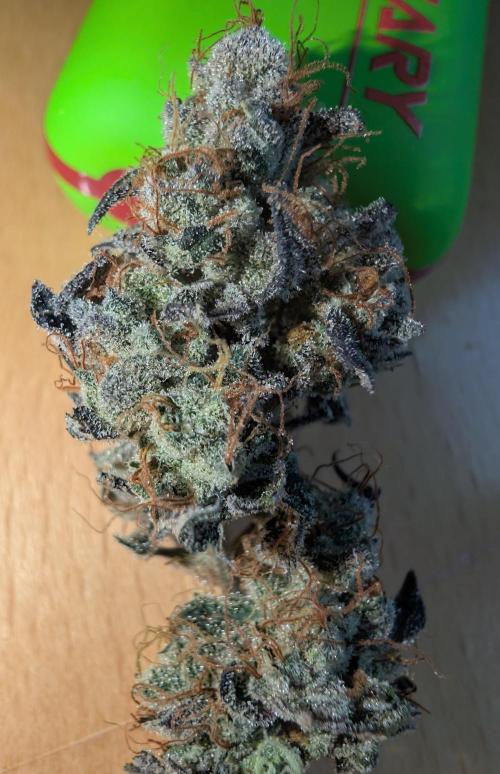 mini pheno hunt - #1. Week 41