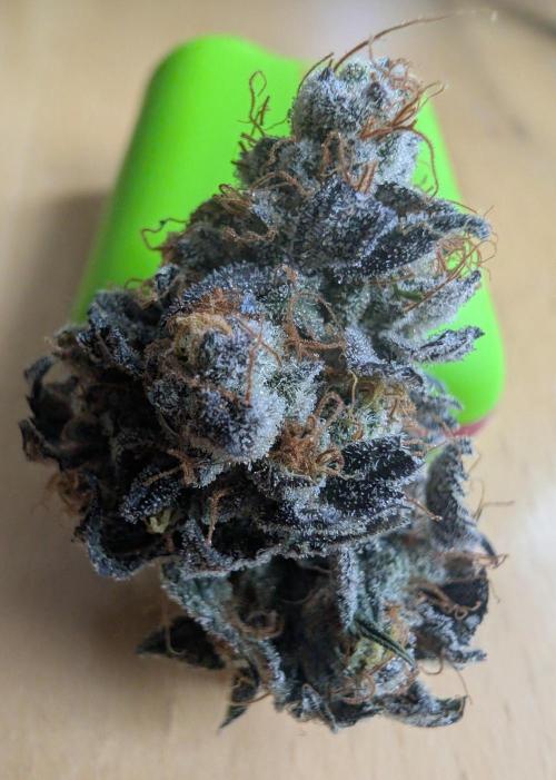 mini pheno hunt - #1. Week 41