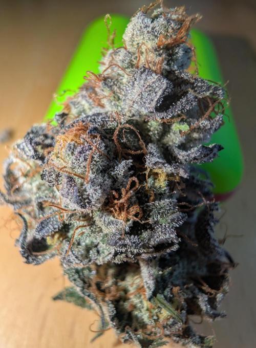 mini pheno hunt - #1. Week 41