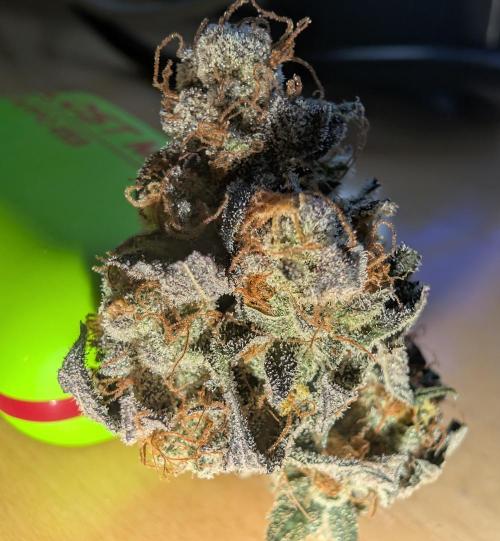 mini pheno hunt - #1. Week 41