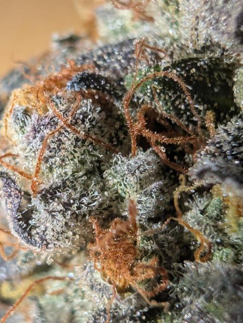 mini pheno hunt - #1. Week 41