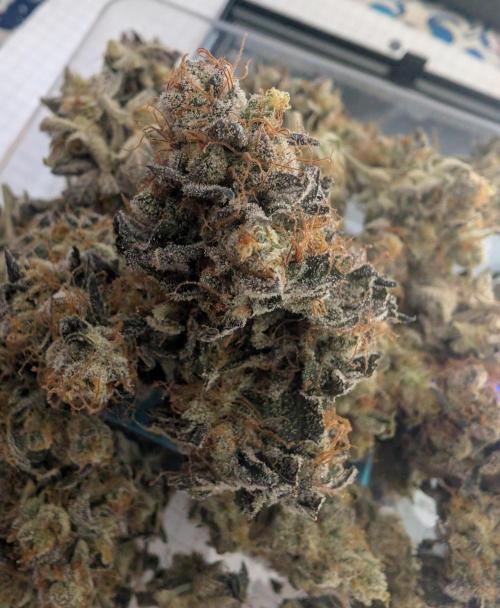 mini pheno hunt - #1. Week 41