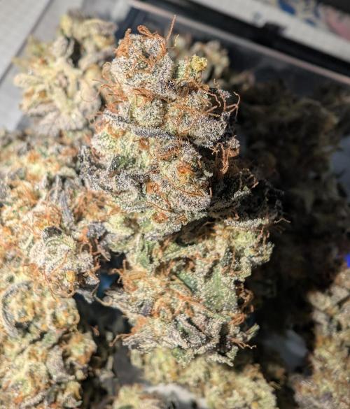 mini pheno hunt - #1. Week 41