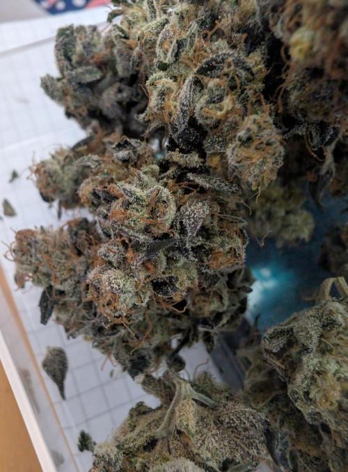 mini pheno hunt - #1. Week 41