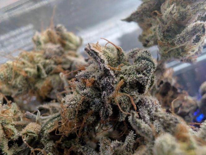 mini pheno hunt - #1. Week 41