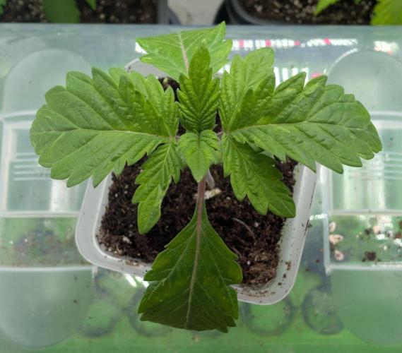 2026 to the Eternity. Week 1