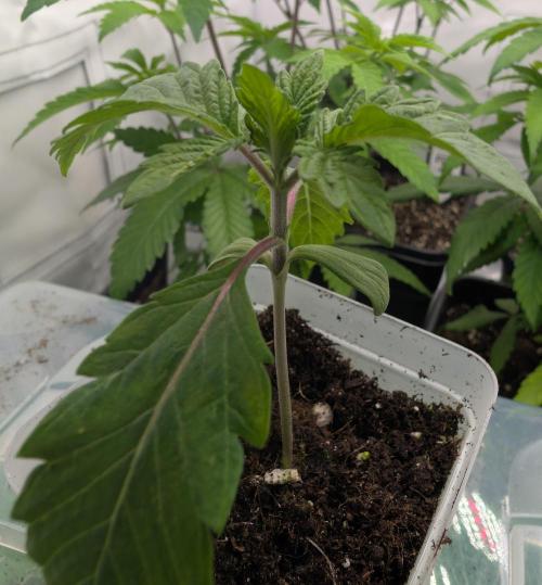 2026 to the Eternity. Week 1