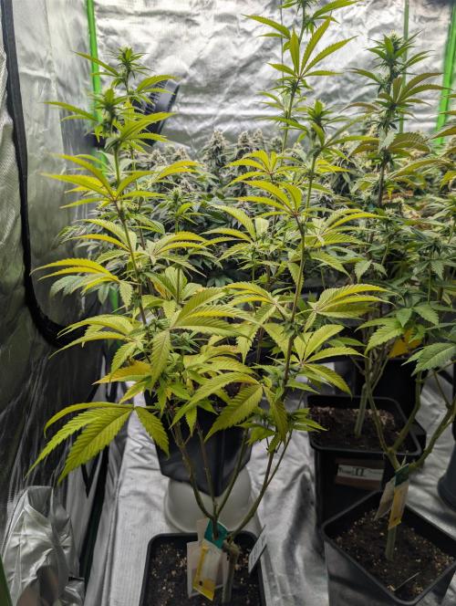 More Banana. Week 4 - #1