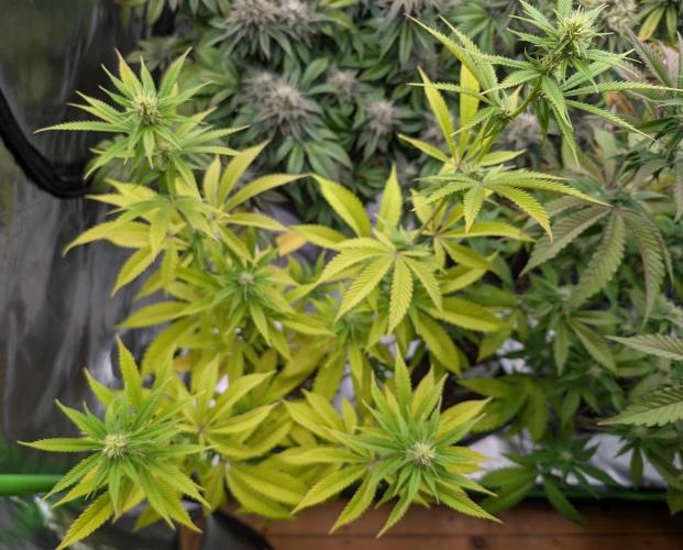 More Banana. Week 4 - #1