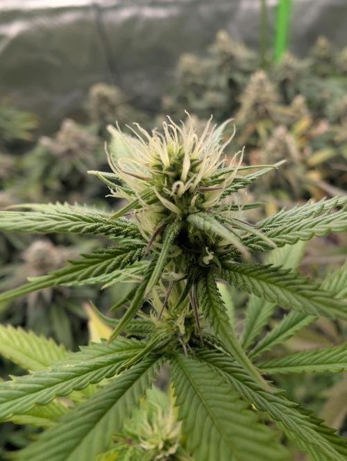 More Banana. Week 4 - #1