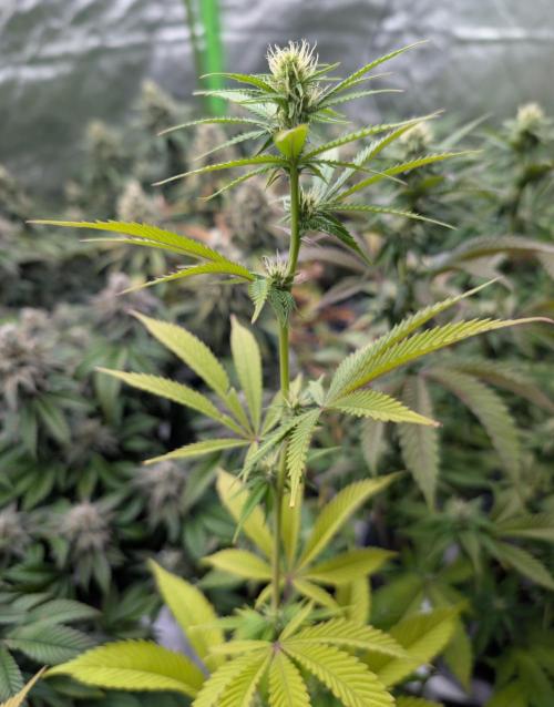 More Banana. Week 4 - #1