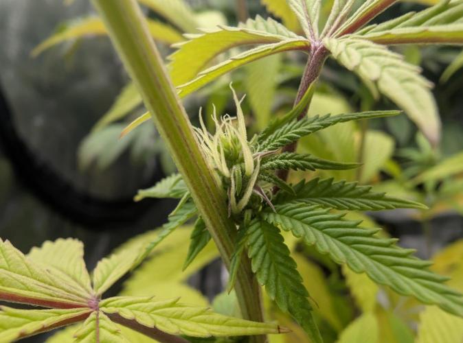 More Banana. Week 4 - #1